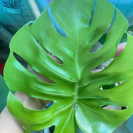 סיאם ריפ The Green Home מראה חיצוני תמונה