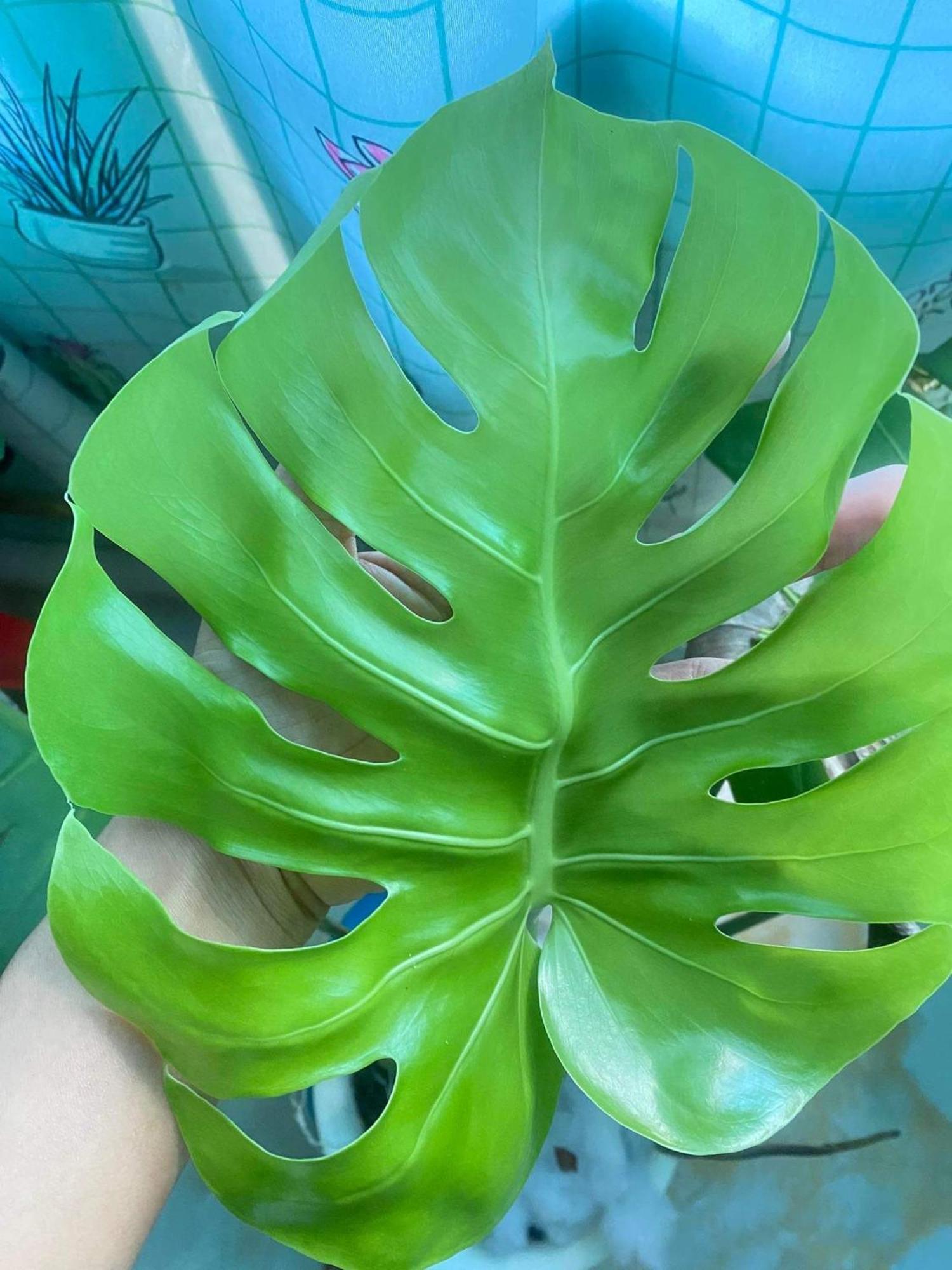 סיאם ריפ The Green Home מראה חיצוני תמונה